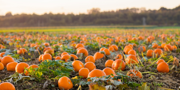 Hamilton ETFs Announces October 2024 Cash Distributions